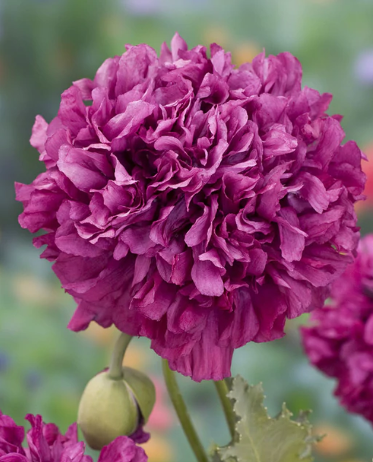Poppy Parade - Poppy Lovers Flower Seed Collection