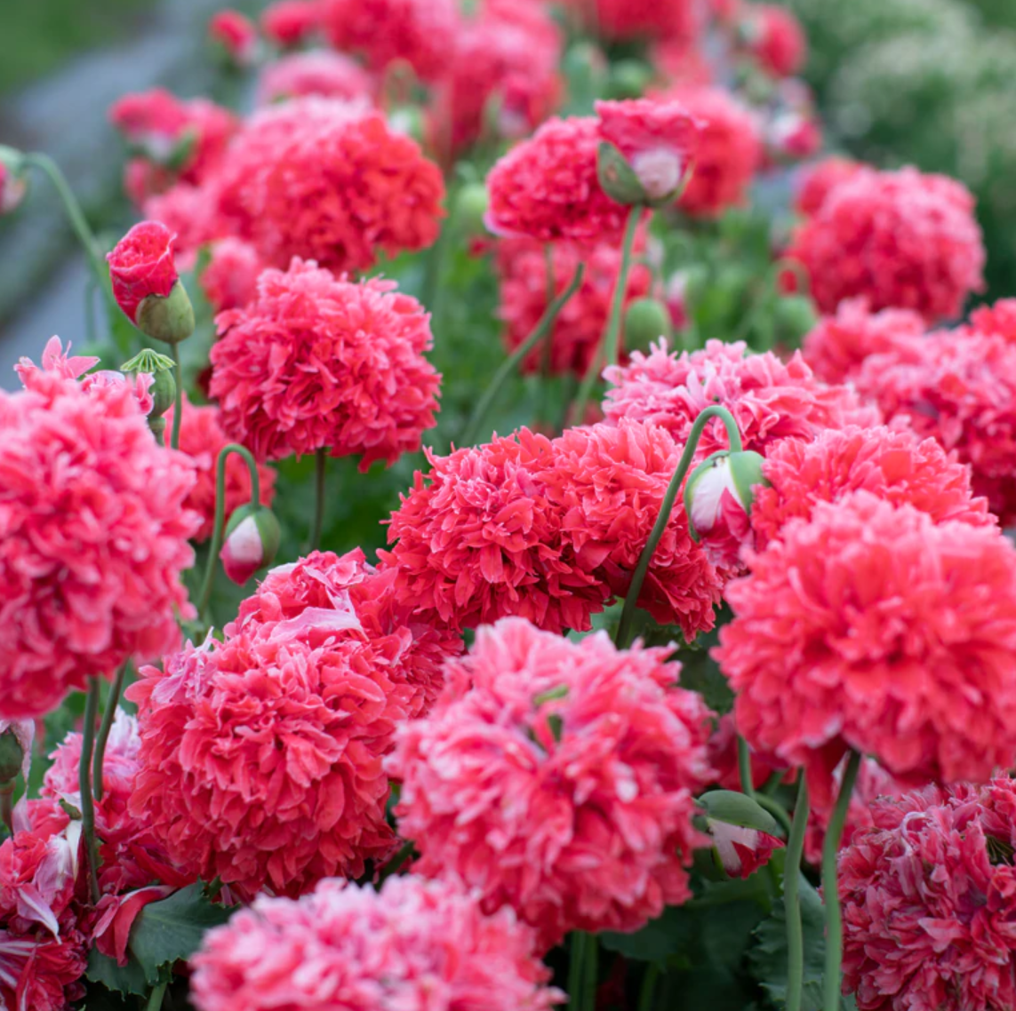 Poppy Parade - Poppy Lovers Flower Seed Collection