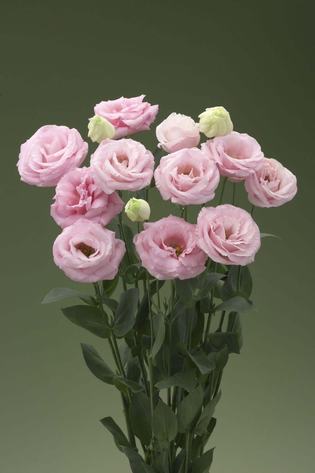 Lisianthus 'Arena III Baby Pink'