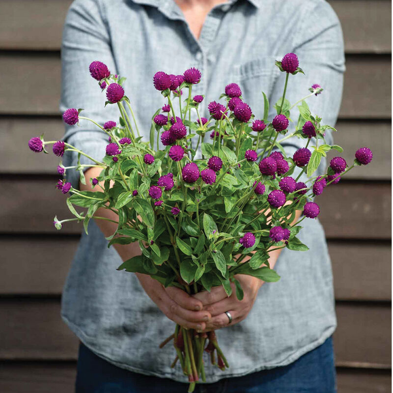 Gomphrena 'Audray Purple-Red'