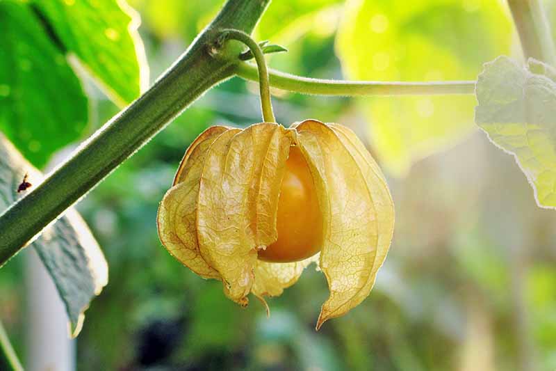 Fruit 'Aunt Mollys Ground Cherry'
