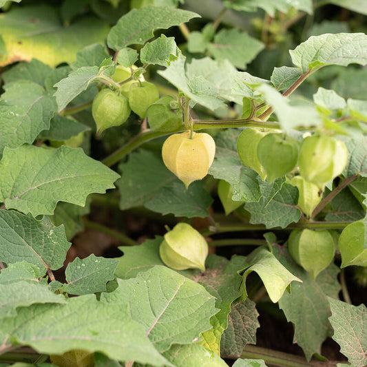 Fruit 'Aunt Mollys Ground Cherry'