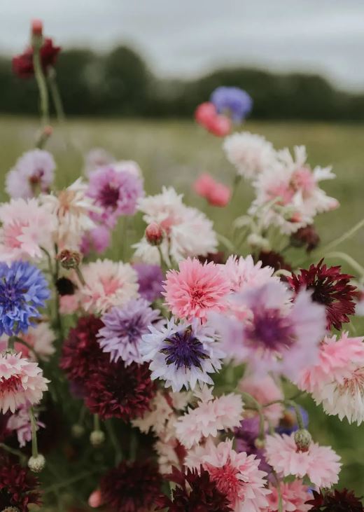 Bachelor's Button 'Mix'