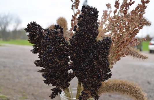 Grass 'Broom Corn Black Amber'