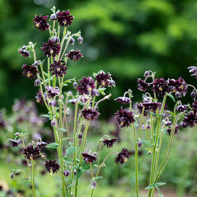 Columbine 'Black Barlow'