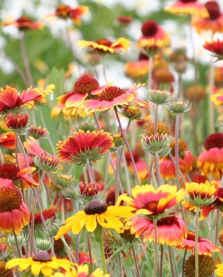 Wildflower 'Prairie Blanketflower'