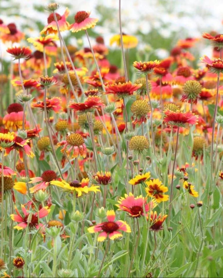 Wildflower 'Prairie Blanketflower'