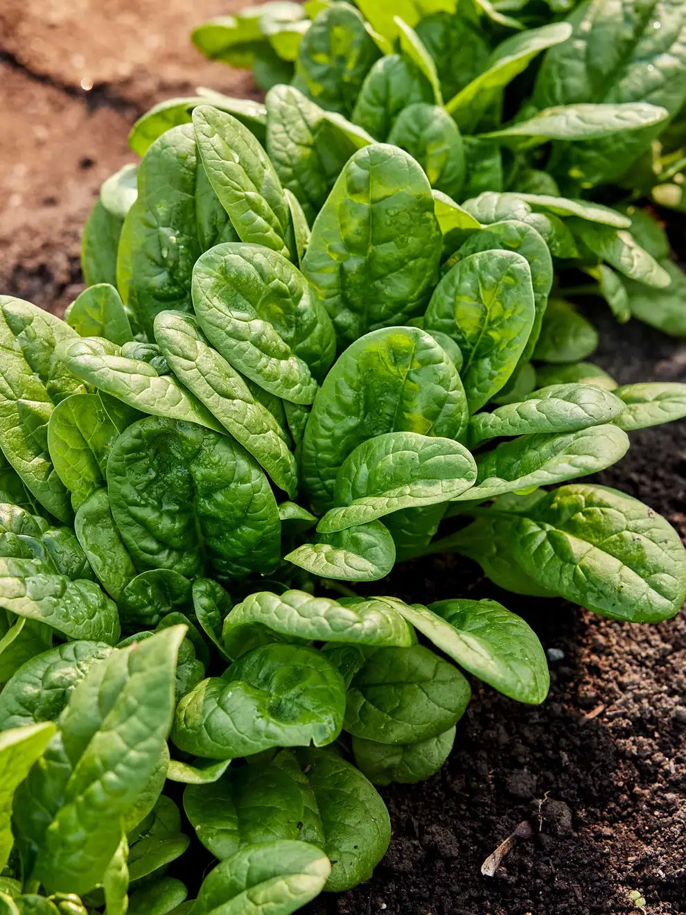 Spinach 'Bloomsdale'