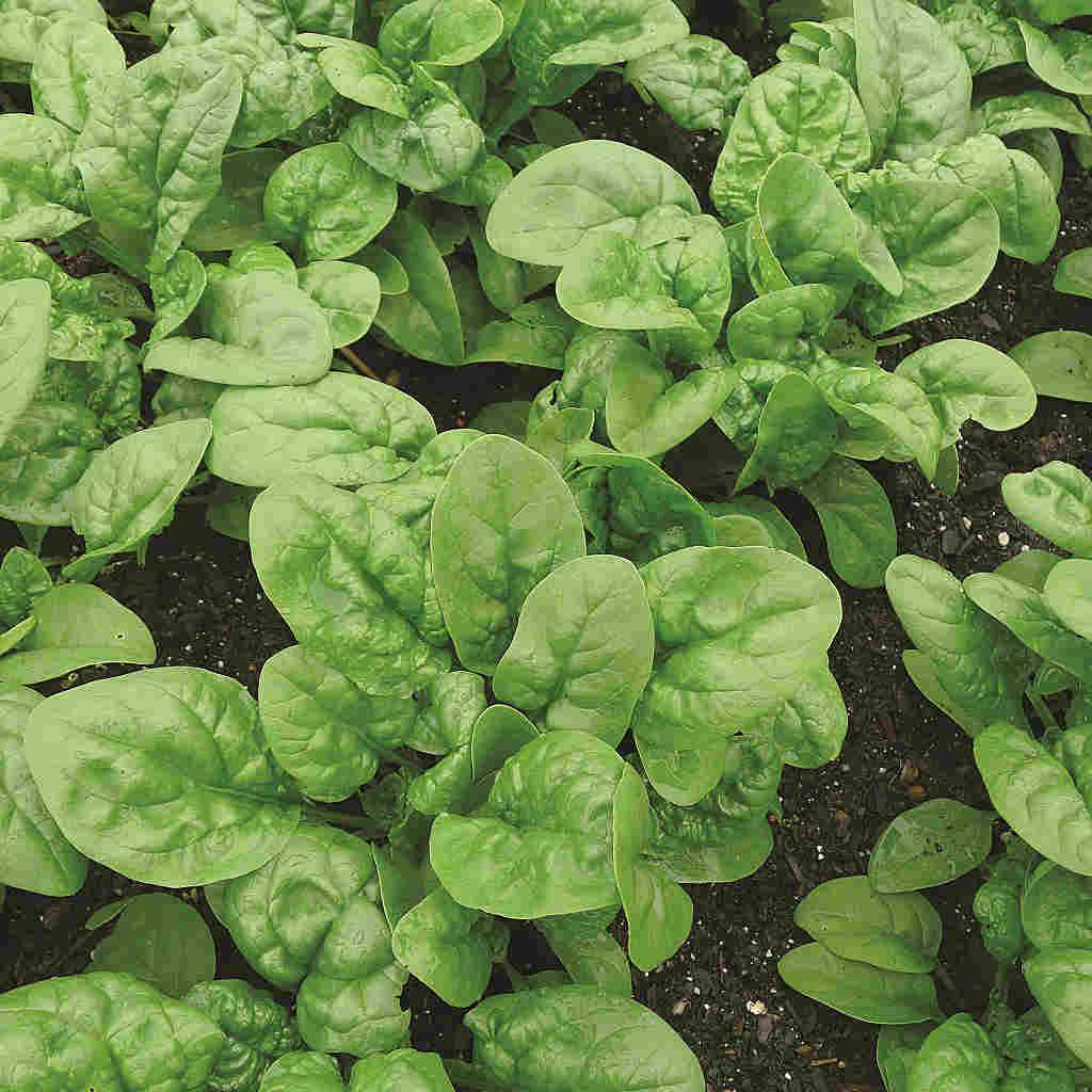 Spinach 'Bloomsdale'