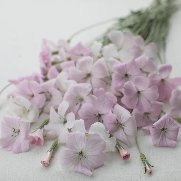 Corn Cockle 'Blossom Pearl'