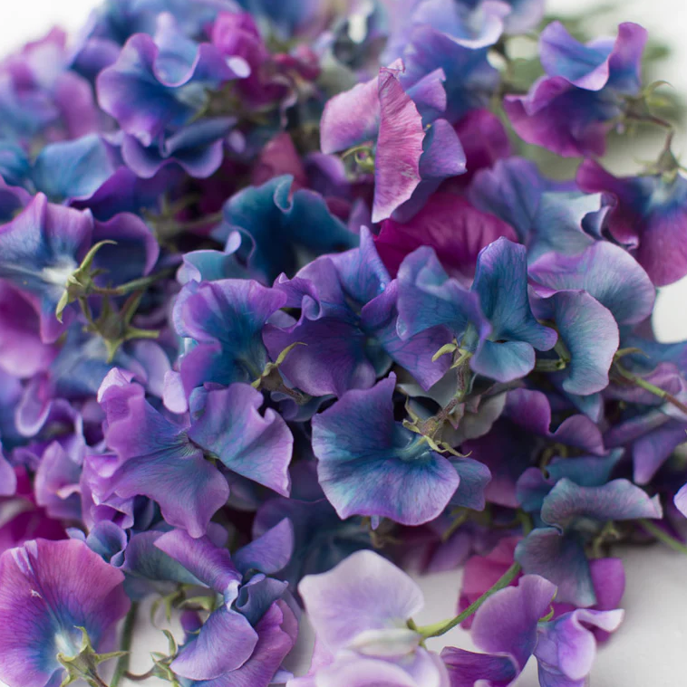 Sweet Pea 'Blue Shift'
