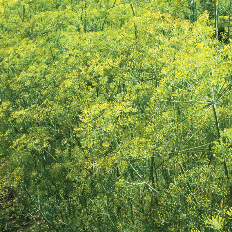 Herb 'Bouquet Dill'