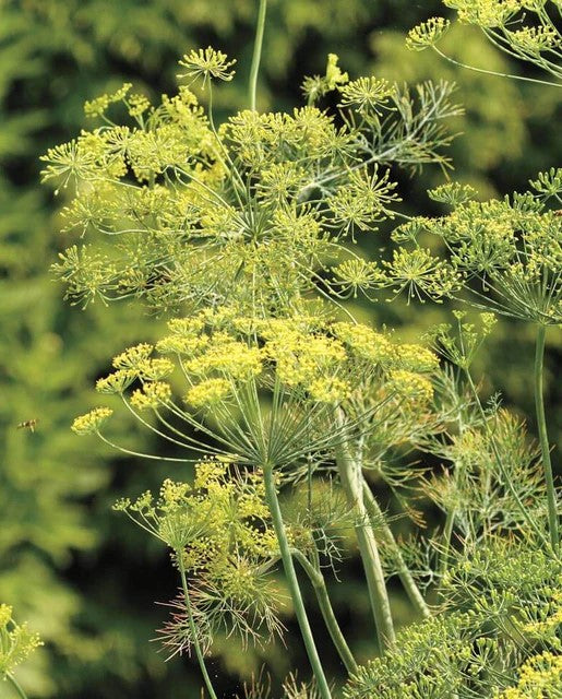 Herb 'Bouquet Dill'
