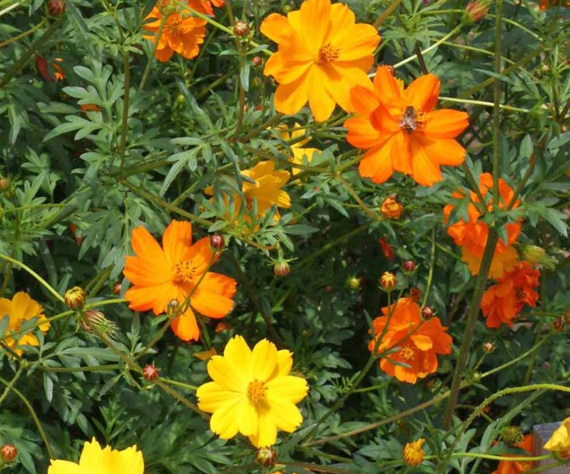 Cosmos 'Bright Lights'