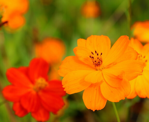Cosmos 'Bright Lights'