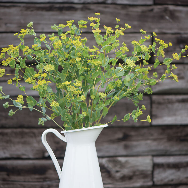 Bupleurum 'Griffiti / Green Gold'