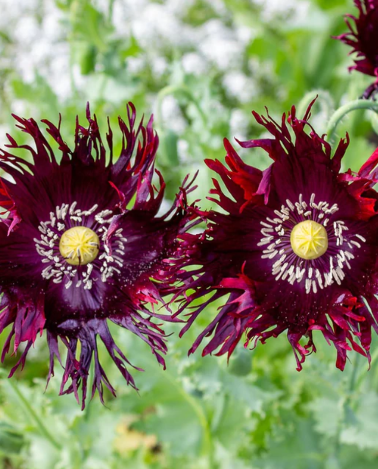 Poppy 'Beautiful Mess'
