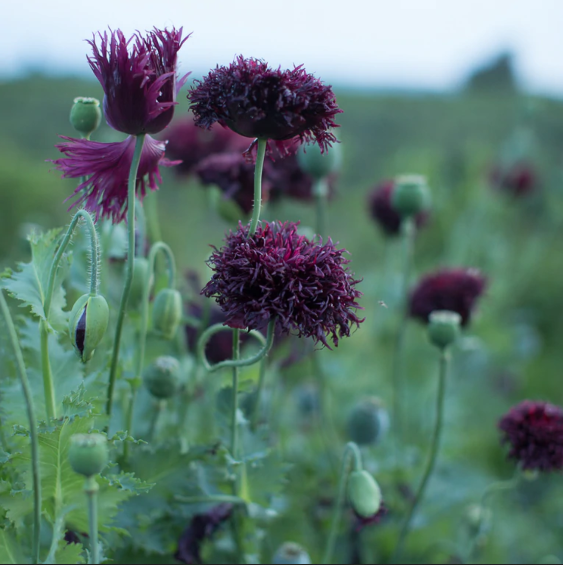 Poppy Parade - Poppy Lovers Flower Seed Collection