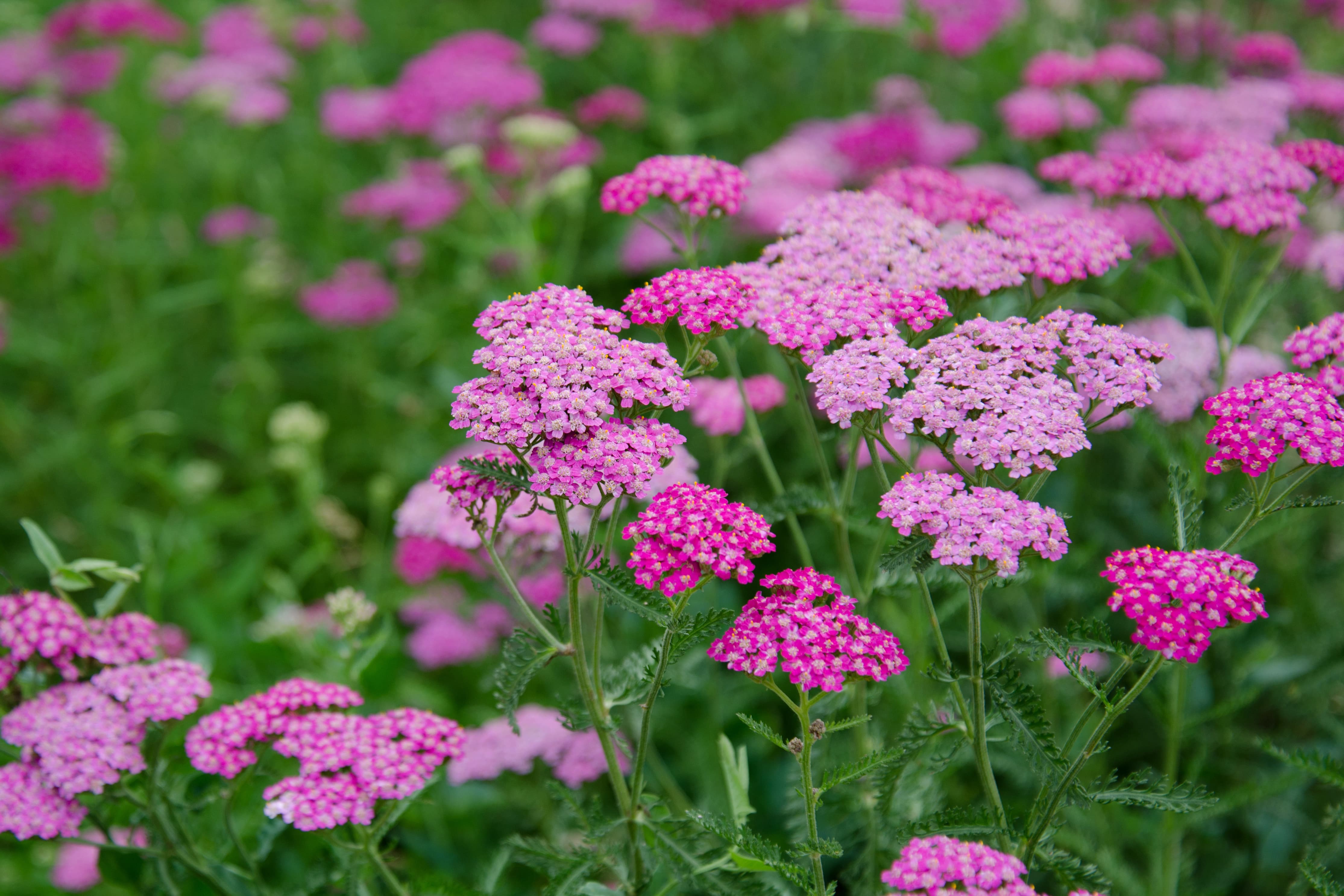 Yarrow 'Cerise Queen' – Olive Seed Company