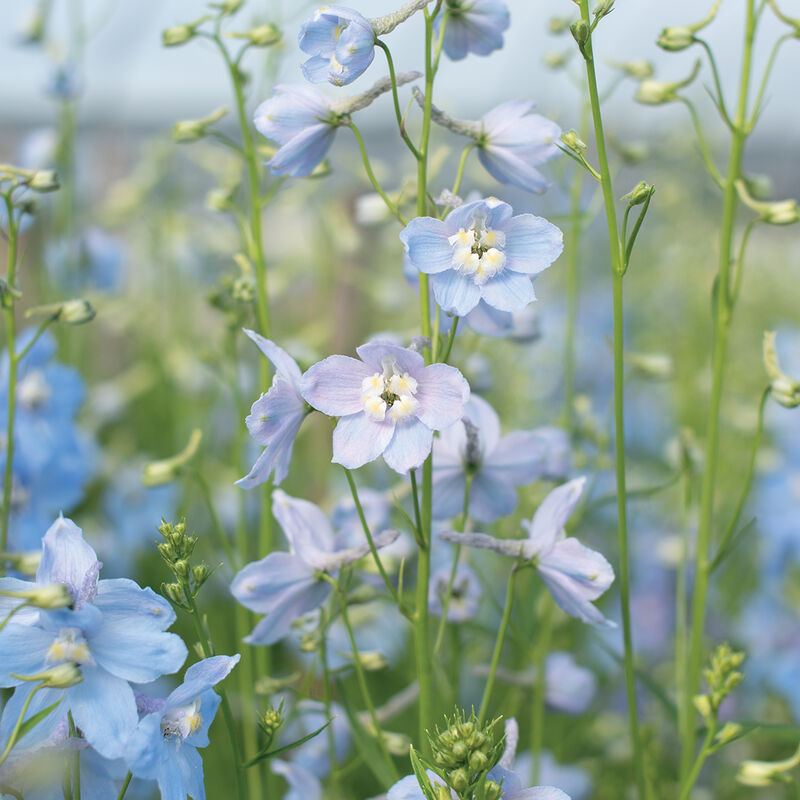 Delphinium 'Cliveden Beauty'