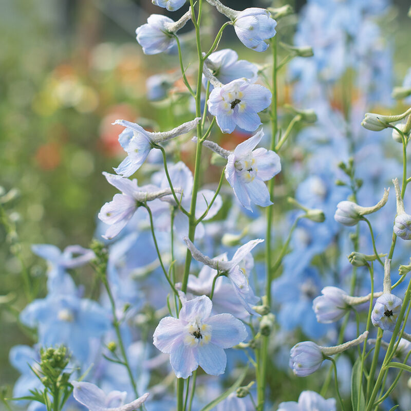 Delphinium 'Cliveden Beauty'