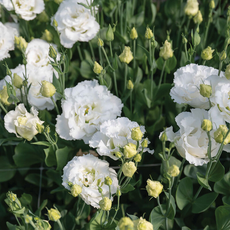 Lisianthus 'Corelli Sugoi™ III White'