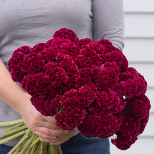 Celosia 'Cramer's Burgundy'
