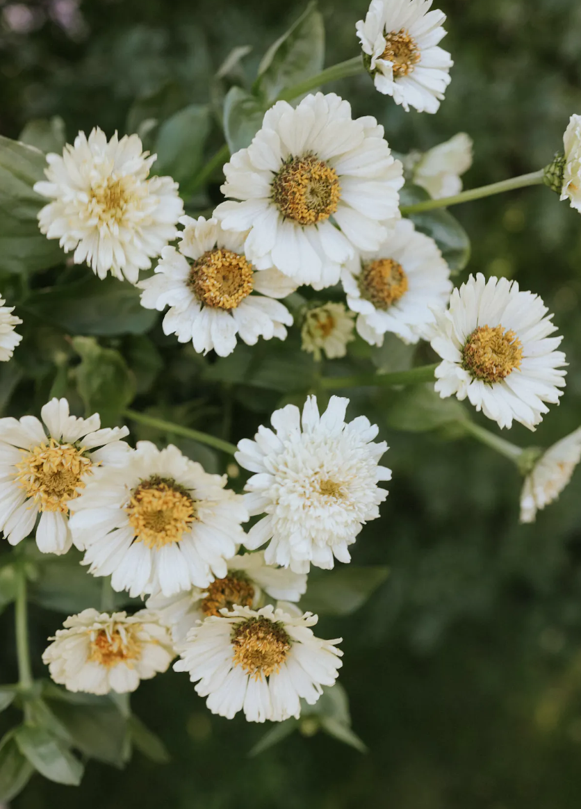 Zinnia 'Cresto Mix'