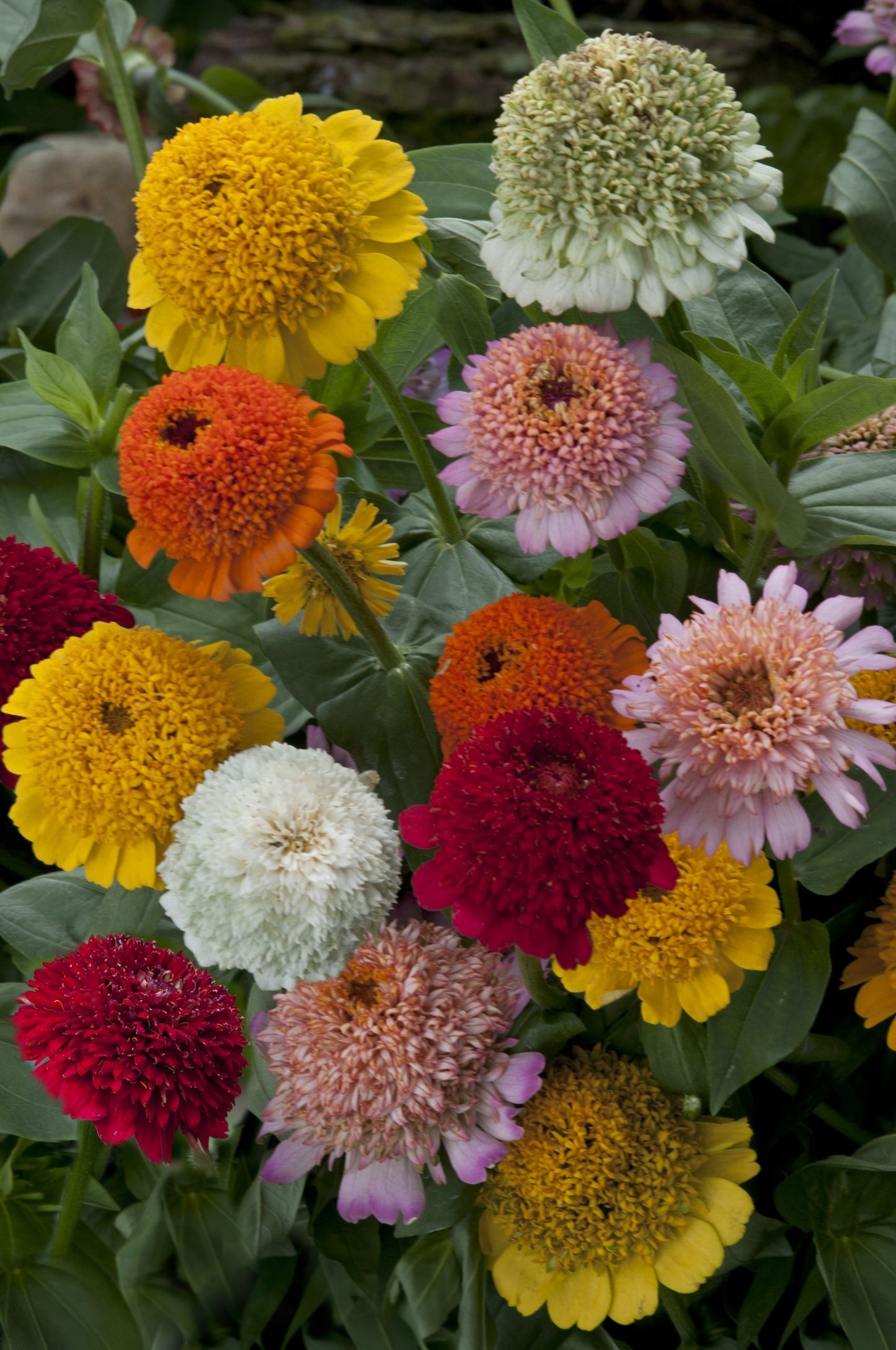 Zinnia 'Cresto Mix'