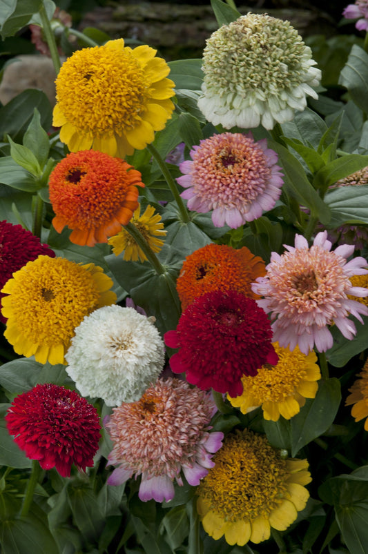 Zinnia 'Cresto Mix'