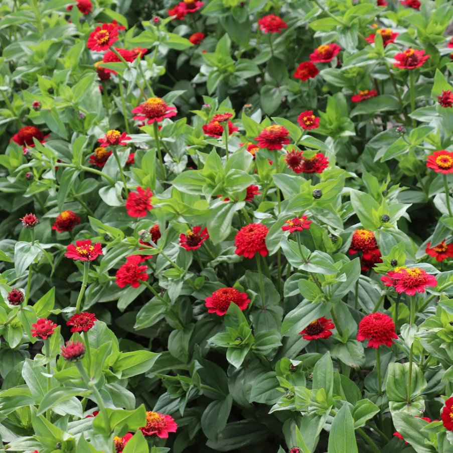 Zinnia 'Cresto Red'