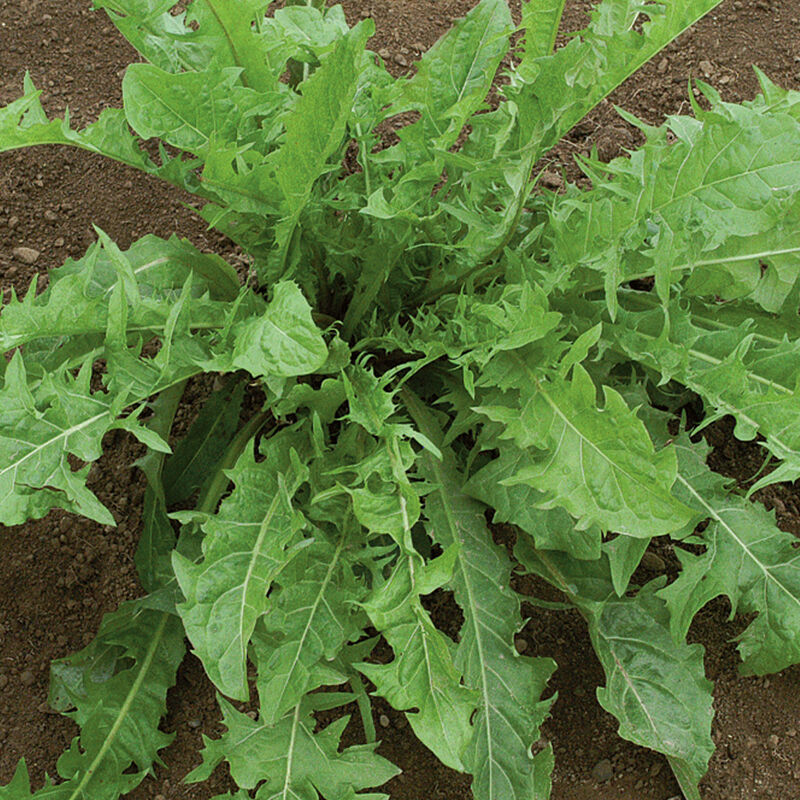 Herb 'Dandelion'