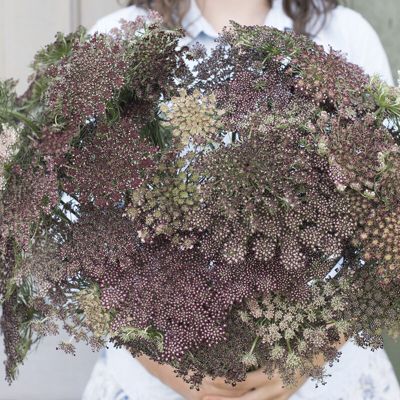 Queen Anne's Lace 'Dara'