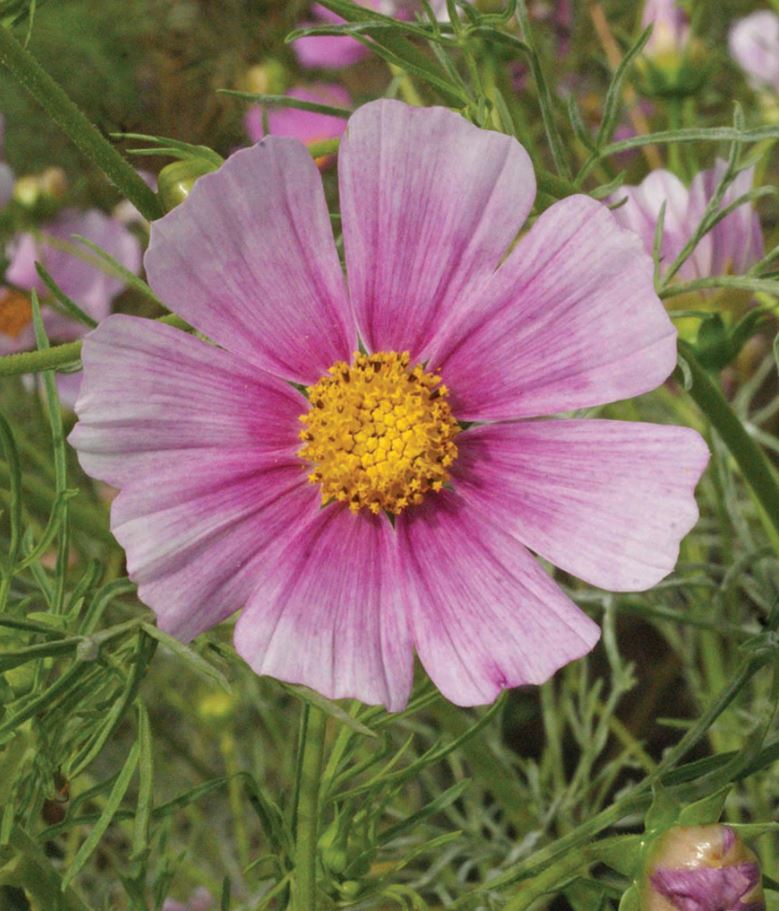 Cosmos 'Daydream'