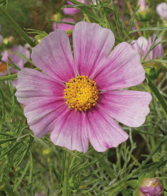 Cosmos 'Daydream'