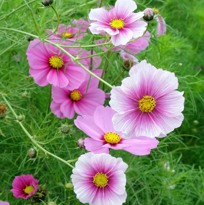 Cosmos 'Daydream'