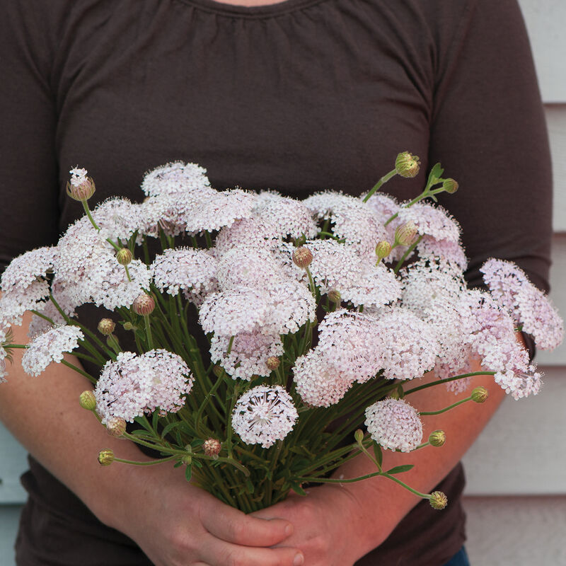 Lace Flower 'Lacy Pink & White Mix'