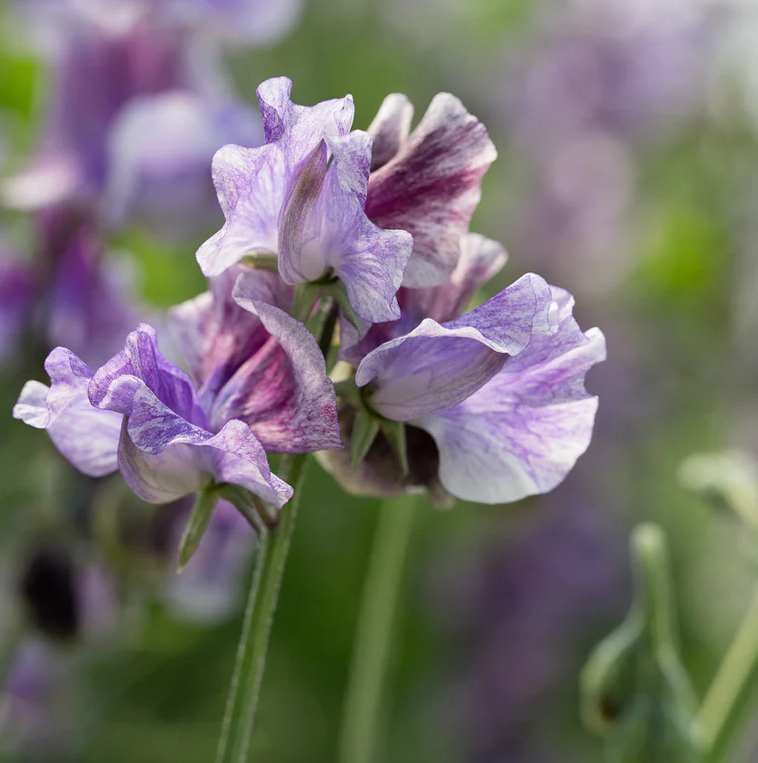Sweet Pea 'Earl Grey'