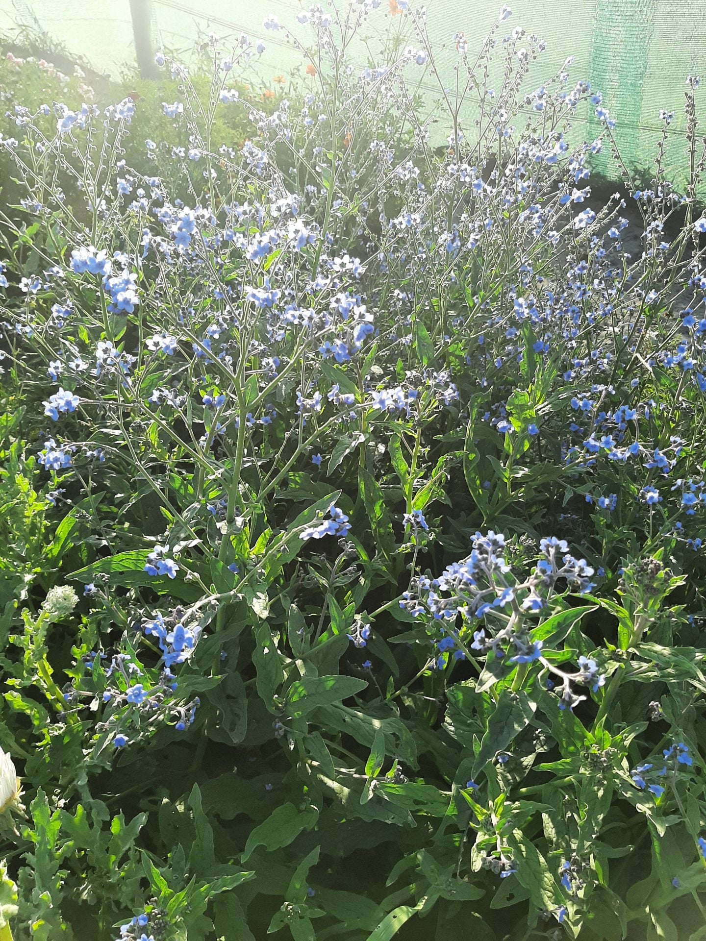 Chinese Forget-Me-Not 'Firmament'