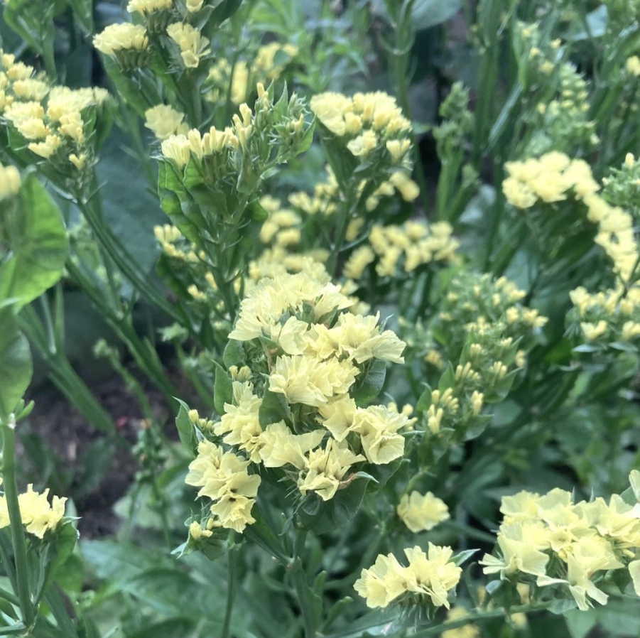 Statice 'Forever Moonlight'