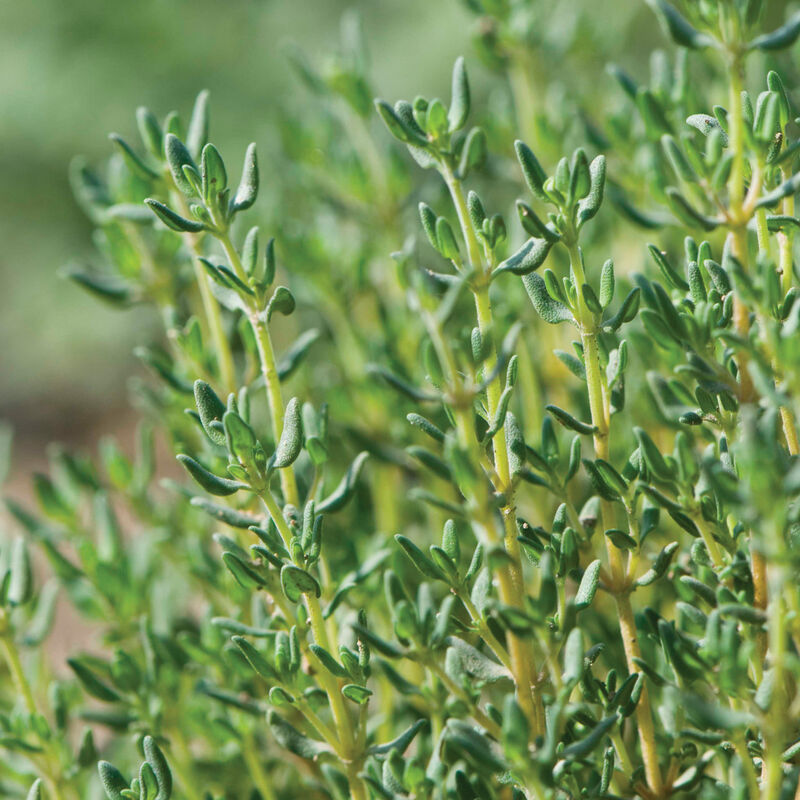Herb Haven - Culinary Herb Seed Collection