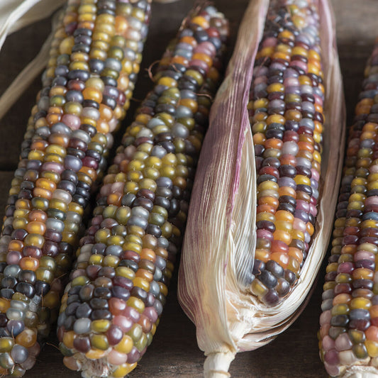 Corn 'Glass Gem'