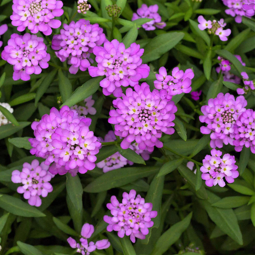 Iberis 'Candytuft'