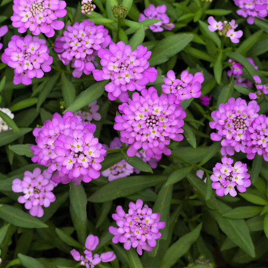 Iberis ' Purple Candytuft'
