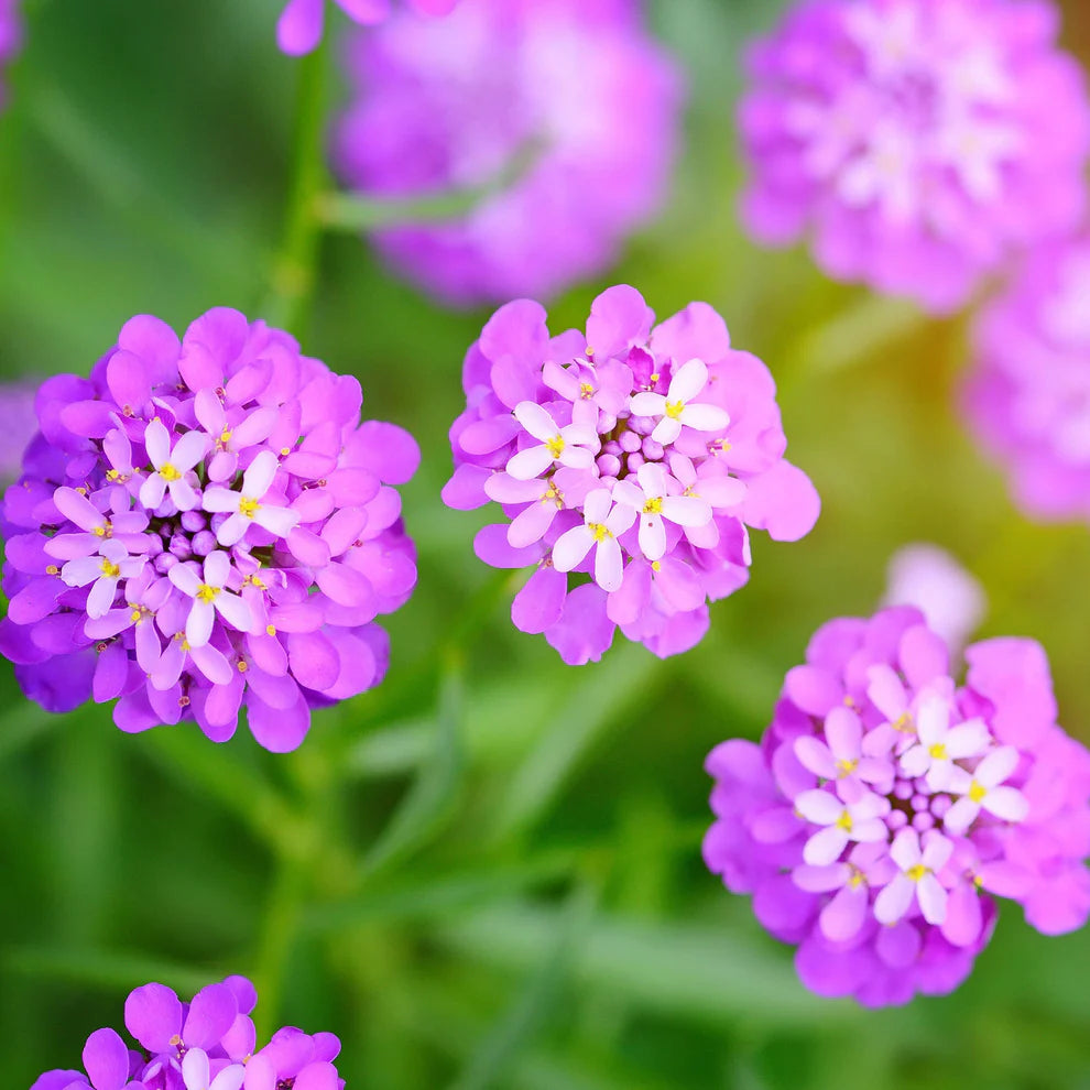 Iberis 'Candytuft'