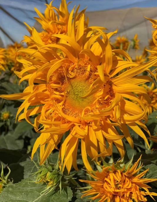 Sunflower 'Just Crazy'