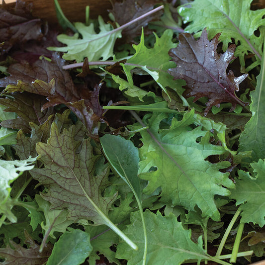 Kale 'Kalebration Mix'