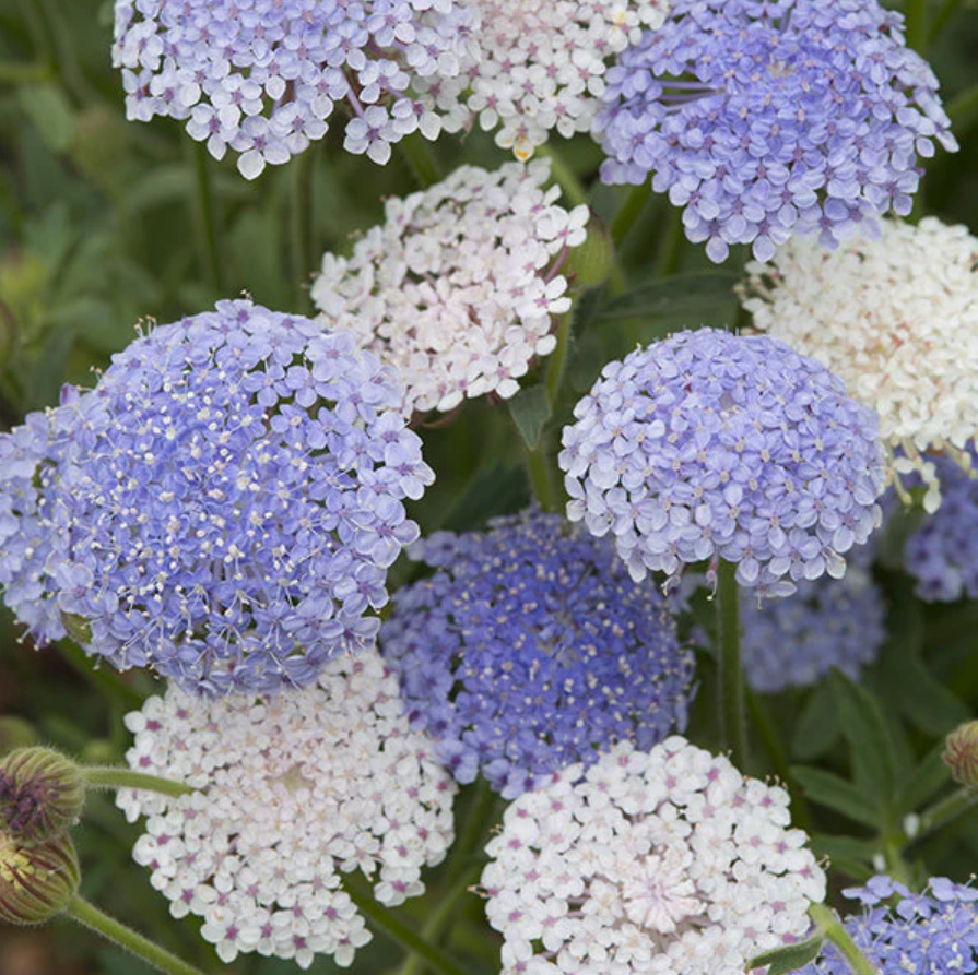 Lace Flower 'Snow & Sky Mix'