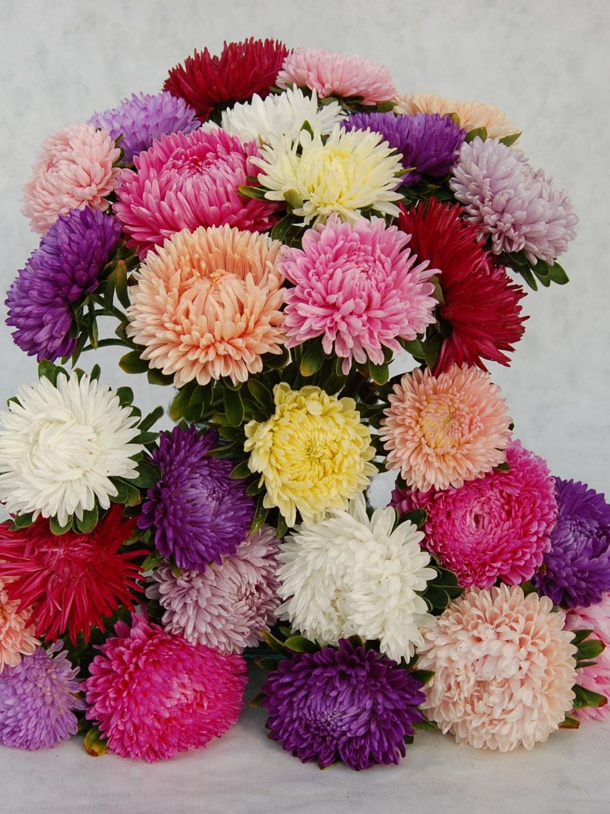 Aster 'Lady Coral Mix'