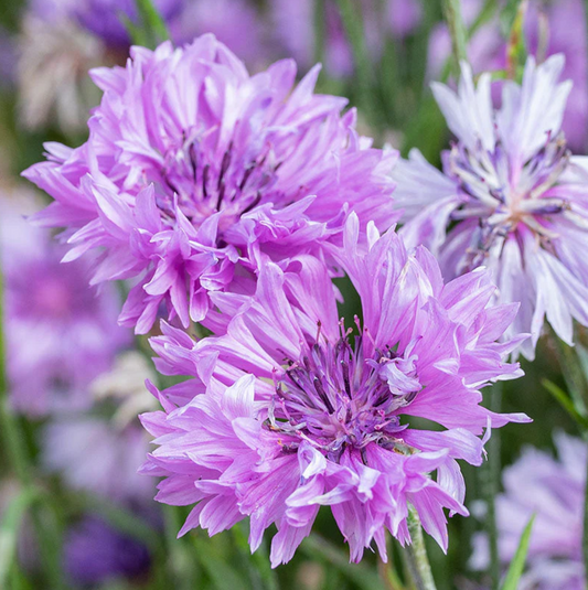 Bachelor's Button 'Lady Mauve'